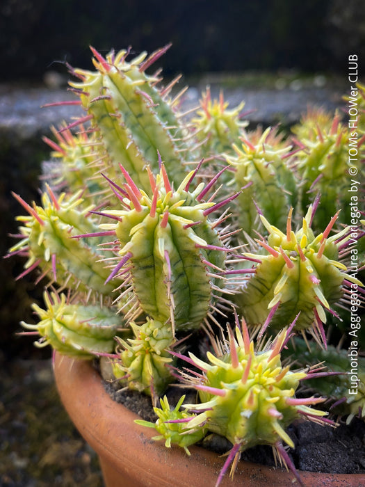 Euphorbia Aggregata Aurea Variegata, organically grown succulent plants for sale at TOMs FLOWer CLUB.