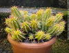 Euphorbia Aggregata Aurea Variegata, organically grown succulent plants for sale at TOMs FLOWer CLUB.