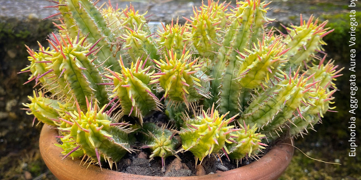 Euphorbia Aggregata Aurea Variegata | organically grown sun loving  succulent plants