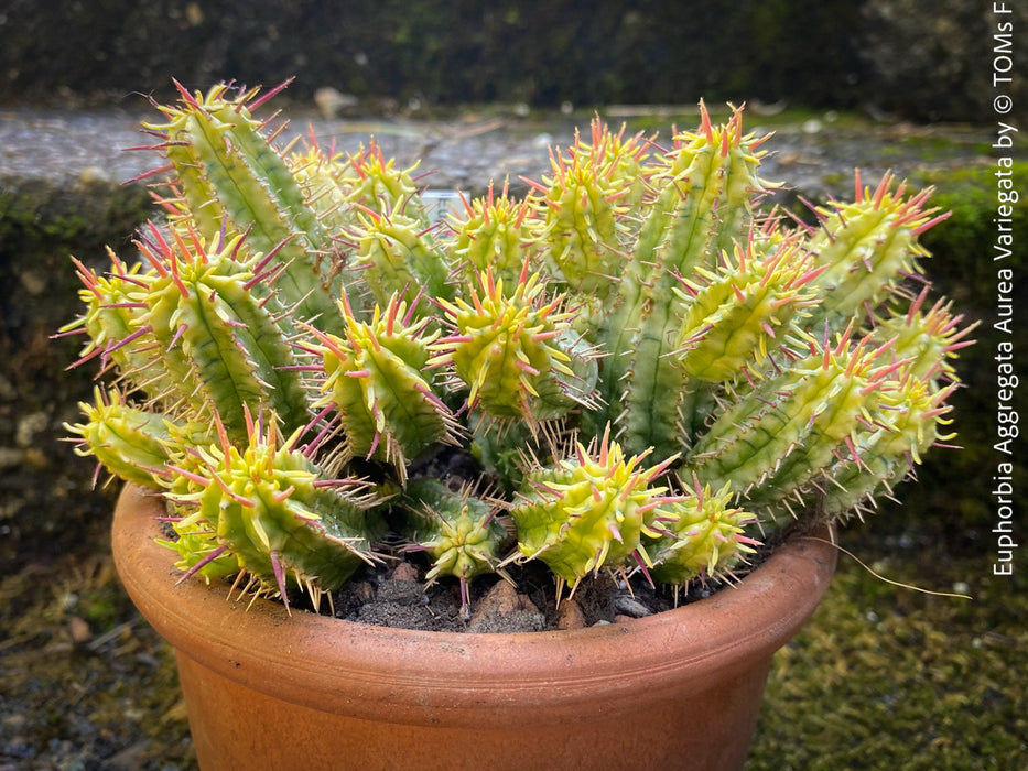 Euphorbia Aggregata Aurea Variegata, organically grown succulent plants for sale at TOMs FLOWer CLUB.