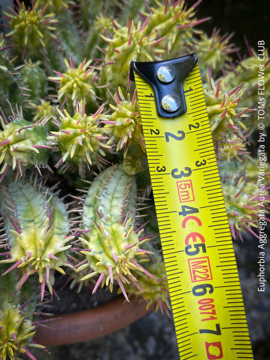 Euphorbia Aggregata Aurea Variegata, organically grown succulent plants for sale at TOMs FLOWer CLUB.