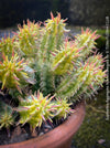 Euphorbia Aggregata Aurea Variegata, organically grown succulent plants for sale at TOMs FLOWer CLUB.