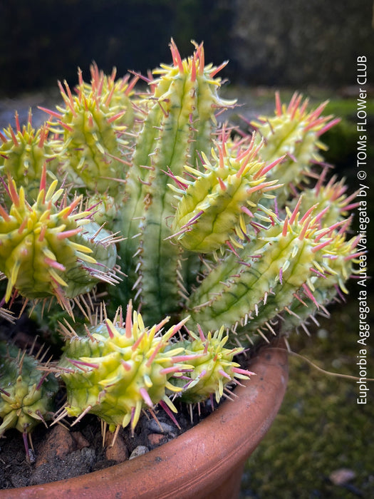 Euphorbia Aggregata Aurea Variegata, organically grown succulent plants for sale at TOMs FLOWer CLUB.