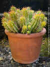 Euphorbia Aggregata Aurea Variegata, organically grown succulent plants for sale at TOMs FLOWer CLUB.