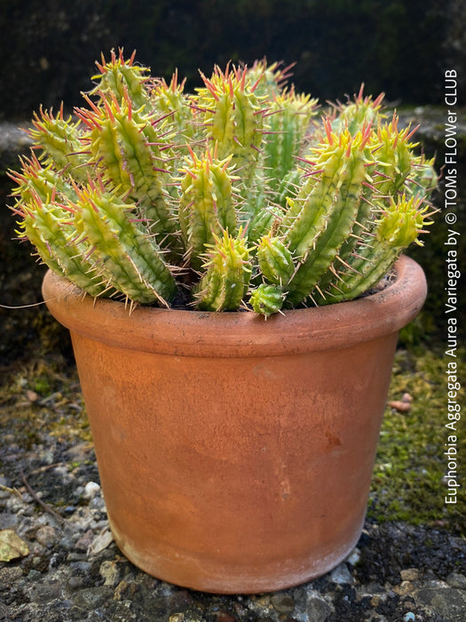 Euphorbia Aggregata Aurea Variegata, organically grown succulent plants for sale at TOMs FLOWer CLUB.