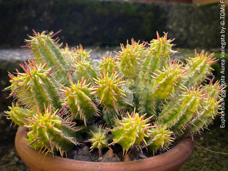 Euphorbia Aggregata Aurea Variegata, organically grown succulent plants for sale at TOMs FLOWer CLUB.