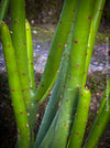 Euphorbia Alluaudii , organically grown succulent plants from Madagaskar for sale at TOMs FLOWer CLUB.