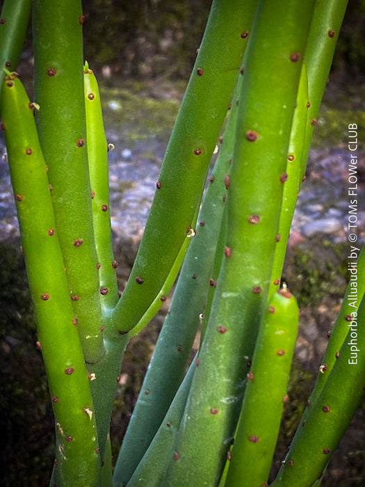 Euphorbia Alluaudii , organically grown succulent plants from Madagaskar for sale at TOMs FLOWer CLUB.