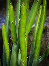 Euphorbia Alluaudii , organically grown succulent plants from Madagaskar for sale at TOMs FLOWer CLUB.