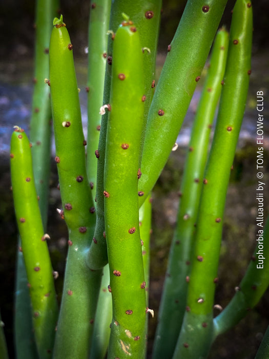 Euphorbia Alluaudii , organically grown succulent plants from Madagaskar for sale at TOMs FLOWer CLUB.