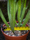 Euphorbia Alluaudii , organically grown succulent plants from Madagaskar for sale at TOMs FLOWer CLUB.