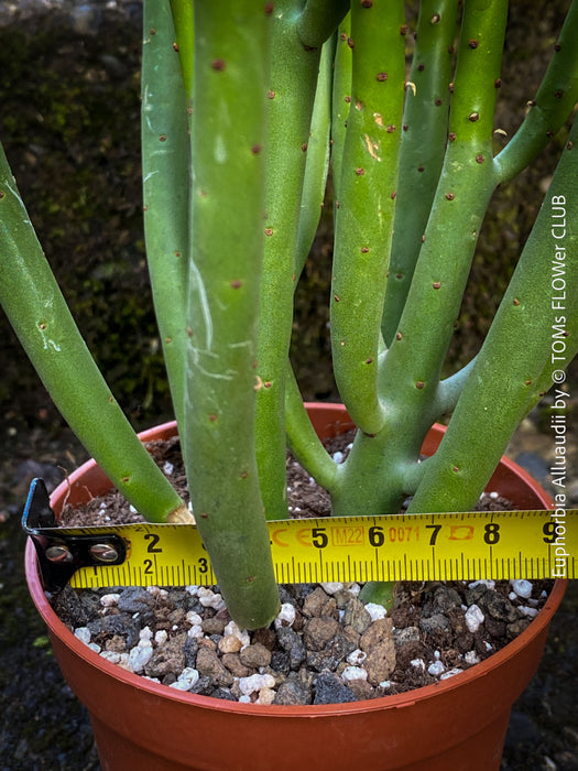 Euphorbia Alluaudii , organically grown succulent plants from Madagaskar for sale at TOMs FLOWer CLUB.