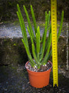 Euphorbia Alluaudii , organically grown succulent plants from Madagaskar for sale at TOMs FLOWer CLUB.