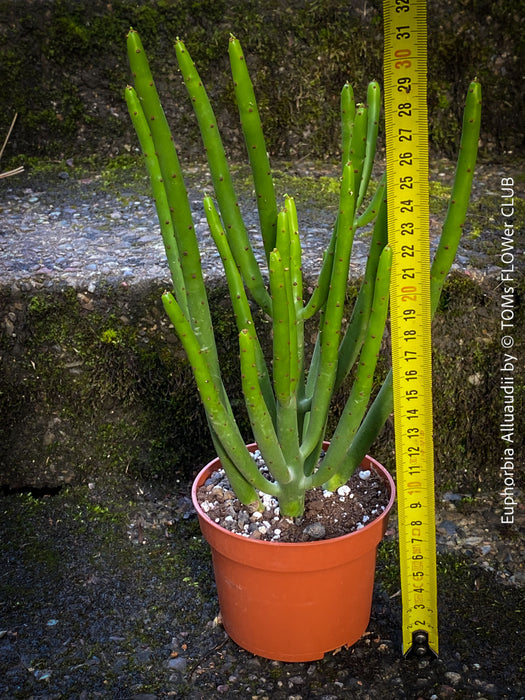 Euphorbia Alluaudii , organically grown succulent plants from Madagaskar for sale at TOMs FLOWer CLUB.