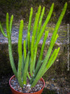 Euphorbia Ascot Rainbow - Variegated Spurge, organically grown garden plants for sale at TOMs FLOWer CLUB.