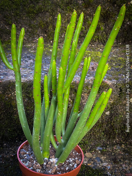 Euphorbia Ascot Rainbow - Variegated Spurge, organically grown garden plants for sale at TOMs FLOWer CLUB.