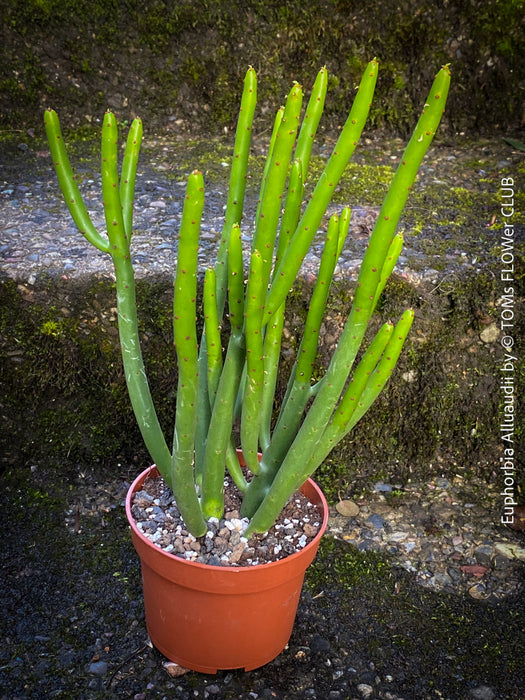 Euphorbia Alluaudii , organically grown succulent plants from Madagaskar for sale at TOMs FLOWer CLUB.