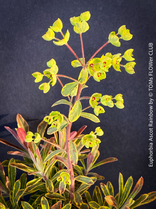 Euphorbia Ascot Rainbow - Variegated Spurge