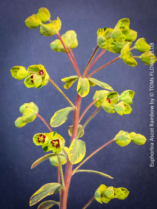 Euphorbia Ascot Rainbow - Variegated Spurge