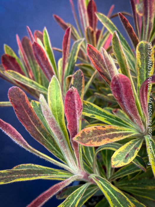 Euphorbia Ascot Rainbow - Variegated Spurge