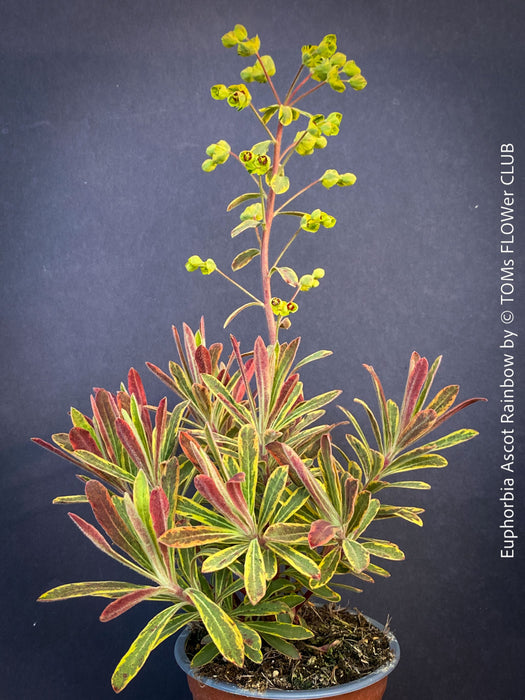 Euphorbia Ascot Rainbow - Variegated Spurge