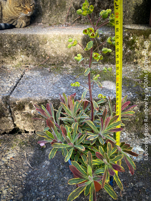 Euphorbia Ascot Rainbow - Variegated Spurge
