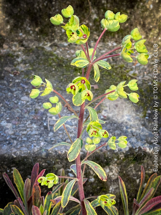 Euphorbia Ascot Rainbow - Variegated Spurge