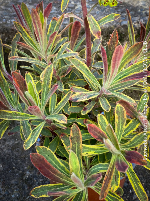Euphorbia Ascot Rainbow - Variegated Spurge