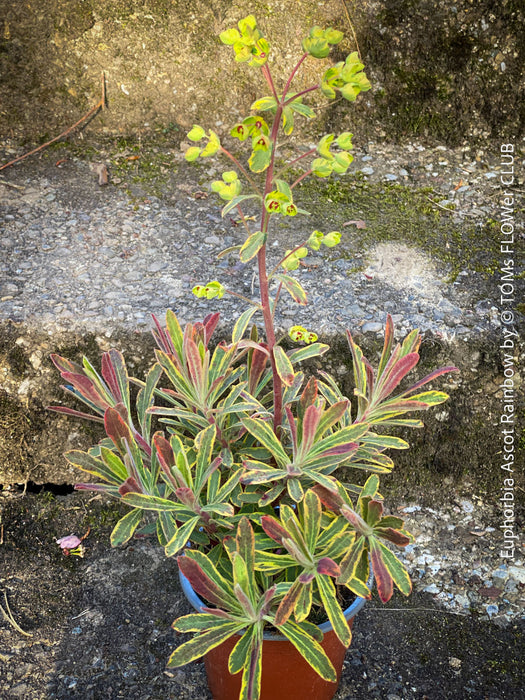 Euphorbia Ascot Rainbow - Variegated Spurge
