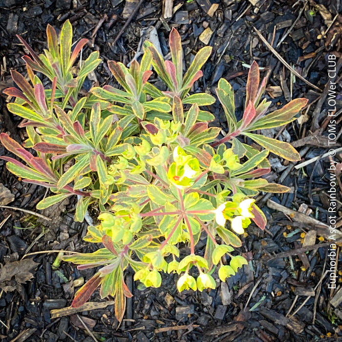 Euphorbia Ascot Rainbow - Variegated Spurge