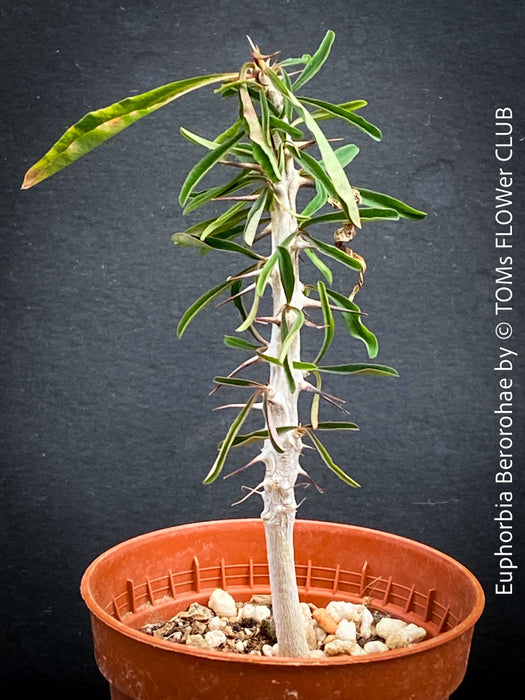 Euphorbia Berorohae, organically grown succulent plants from Madagaskar for sale at TOMs FLOWer CLUB.