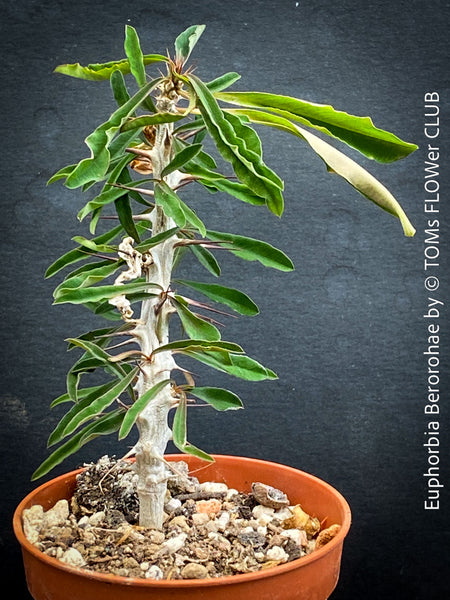 Euphorbia Retrospina, organically grown succulent plants from Madagaskar for sale at TOMs FLOWer CLUB.