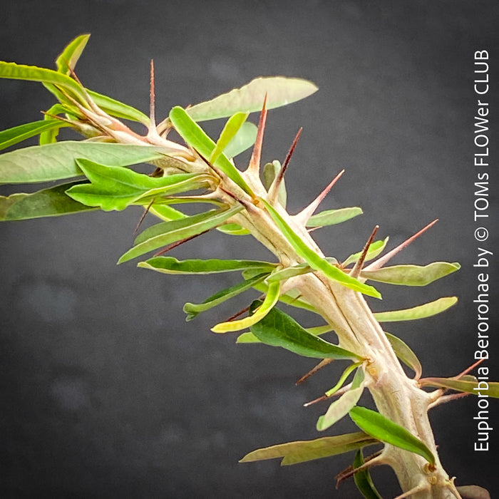 Euphorbia Berorohae, organically grown succulent plants from Madagaskar for sale at TOMs FLOWer CLUB.
