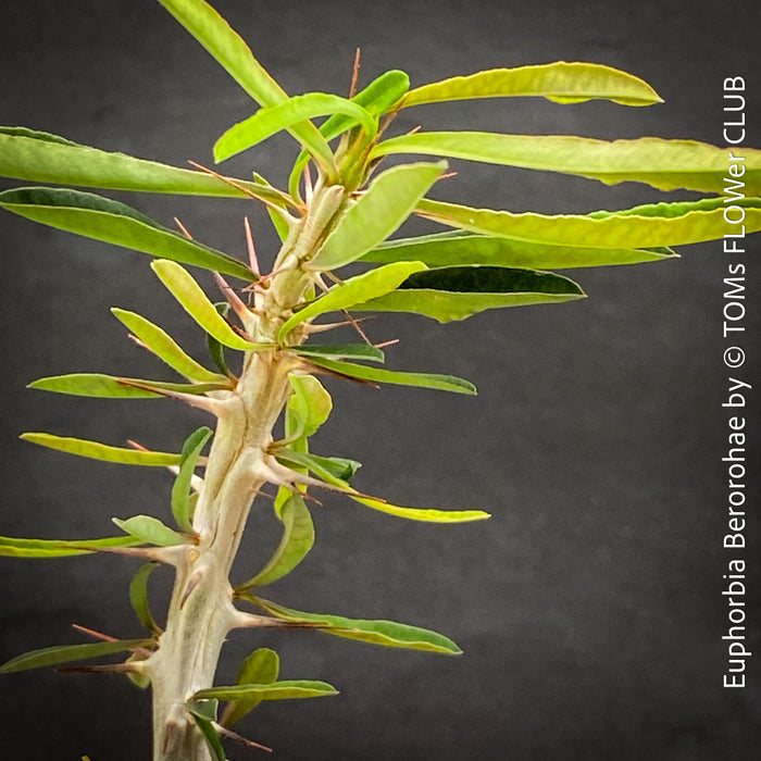 Euphorbia Berorohae, organically grown succulent plants from Madagaskar for sale at TOMs FLOWer CLUB.