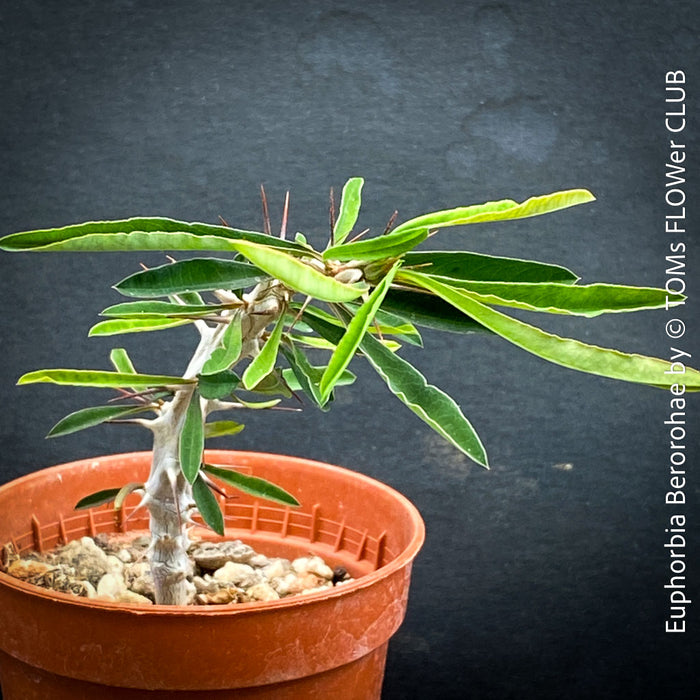 Euphorbia Berorohae, organically grown succulent plants from Madagaskar for sale at TOMs FLOWer CLUB.