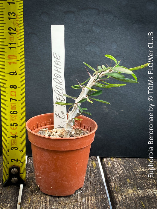 Euphorbia Berorohae, organically grown succulent plants from Madagaskar for sale at TOMs FLOWer CLUB.