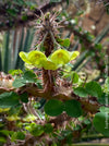 Euphorbia Croizatii, organically grown succulent plants for sale at TOMs FLOWer CLUB.