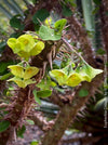 Euphorbia Croizatii, organically grown succulent plants for sale at TOMs FLOWer CLUB.