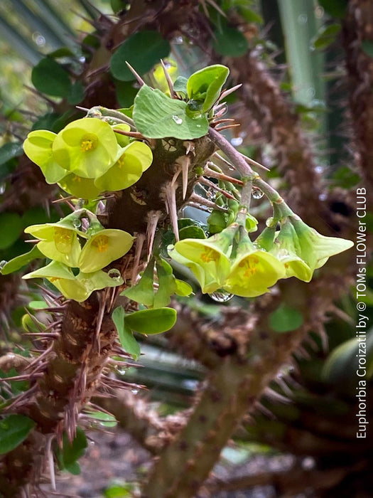 Euphorbia Croizatii, organically grown succulent plants for sale at TOMs FLOWer CLUB.