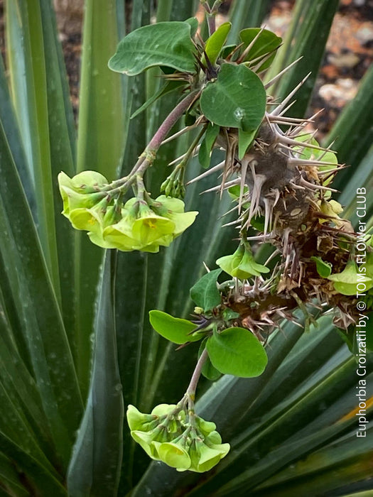 Euphorbia Croizatii, organically grown succulent plants for sale at TOMs FLOWer CLUB.