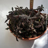 Euphorbia Decaryi, organically grown succulent plants for sale at TOMs FLOWer CLUB