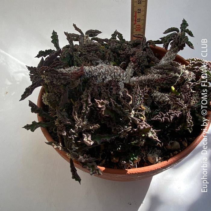 Euphorbia Decaryi, organically grown succulent plants for sale at TOMs FLOWer CLUB