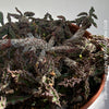 Euphorbia Decaryi, organically grown succulent plants for sale at TOMs FLOWer CLUB