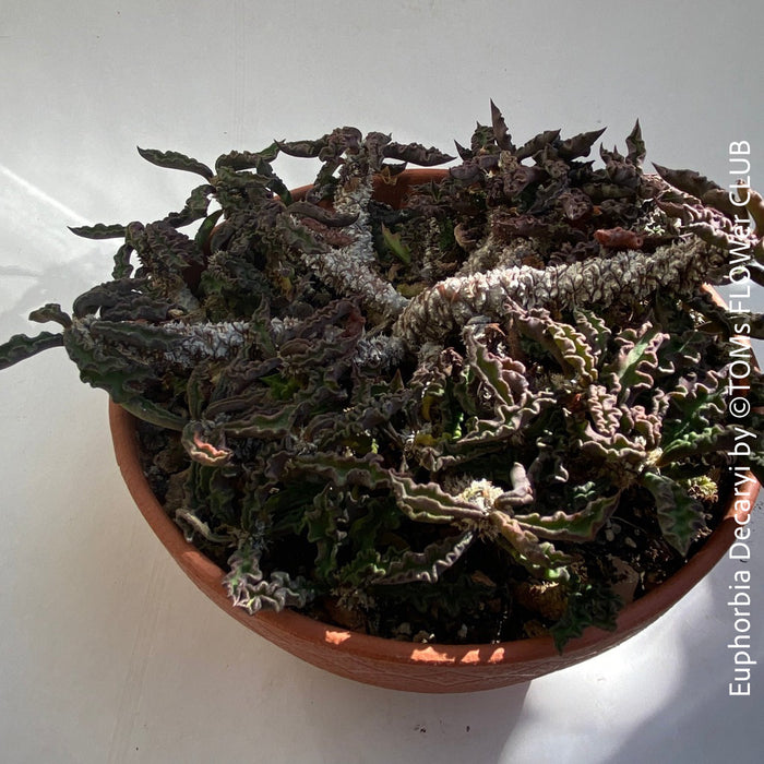 Euphorbia Decaryi, organically grown succulent plants for sale at TOMs FLOWer CLUB