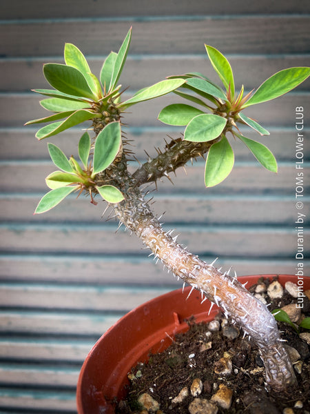 Euphorbia Duranii, organically grown succulent plants from Madagaskar for sale at TOMs FLOWer CLUB.