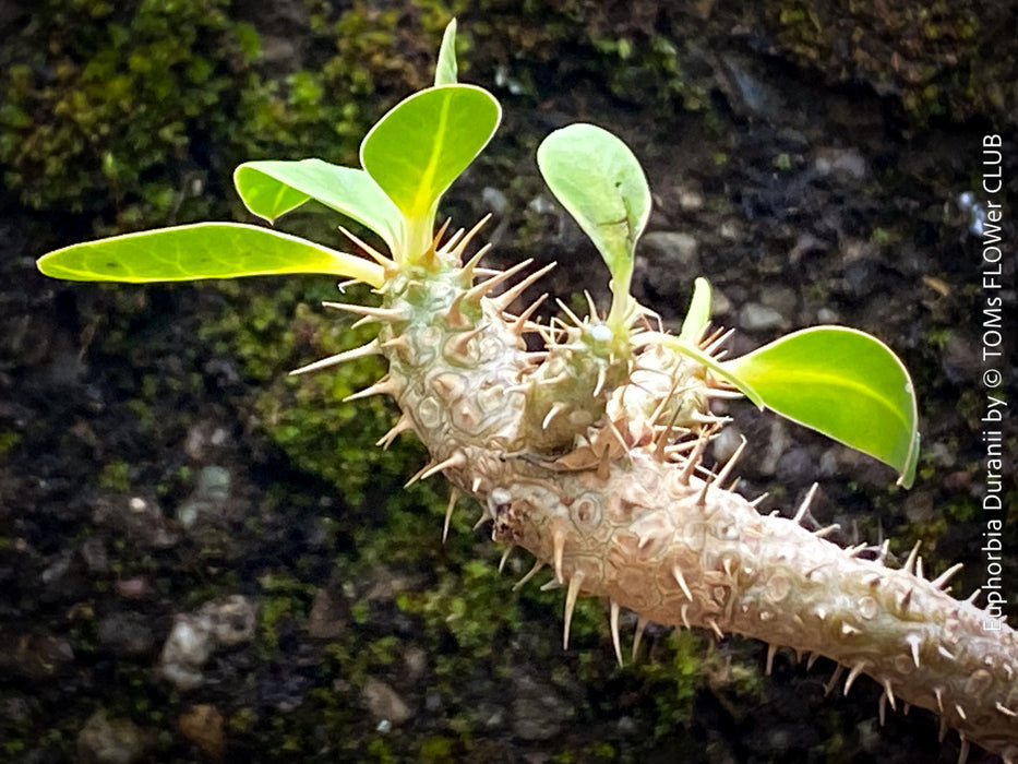 Euphorbia Duranii, organically grown succulent plants from Madagaskar for sale at TOMs FLOWer CLUB.
