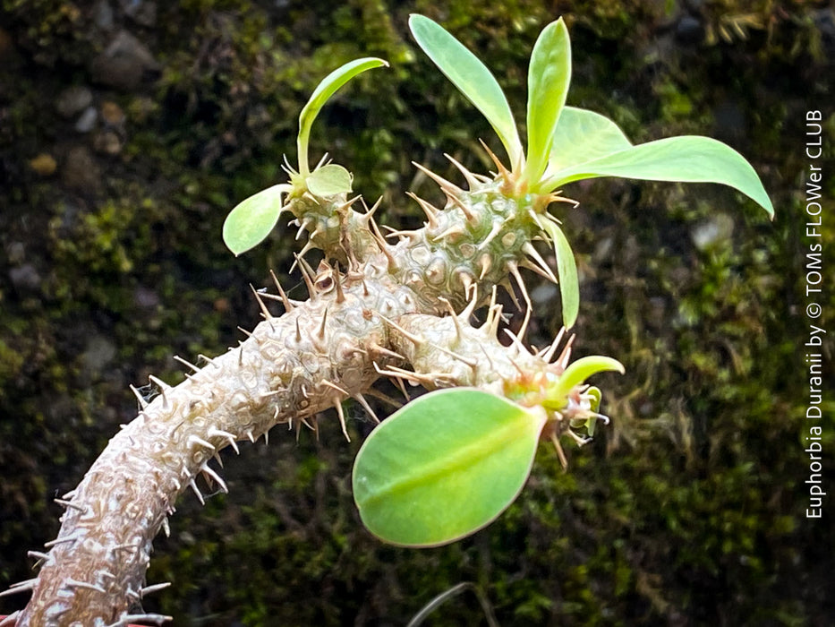Euphorbia Duranii, organically grown succulent plants from Madagaskar for sale at TOMs FLOWer CLUB.