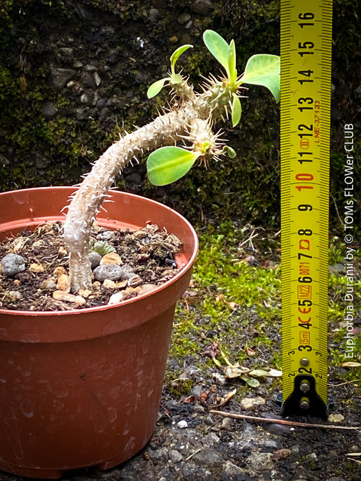 Euphorbia Duranii, organically grown succulent plants from Madagaskar for sale at TOMs FLOWer CLUB.