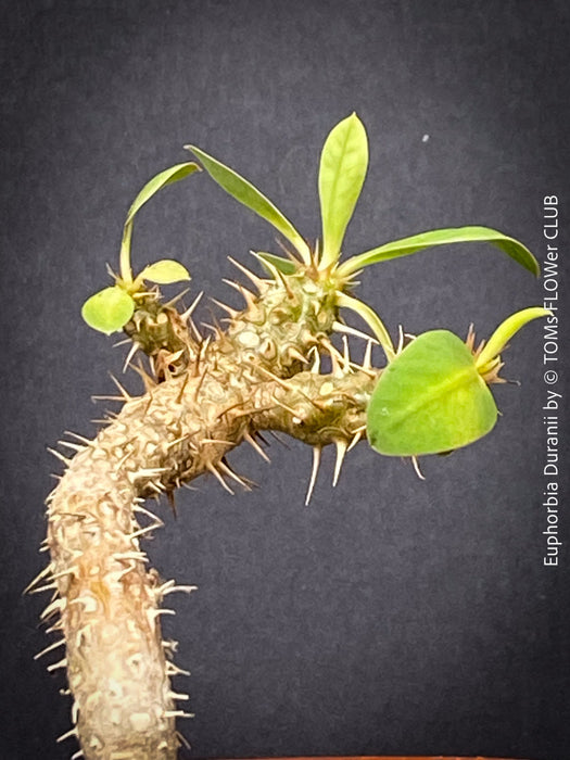 Euphorbia Duranii, organically grown succulent plants from Madagaskar for sale at TOMs FLOWer CLUB.