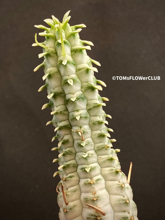 Euphorbia Fimbriata Albo-Variegata, organically grown succulent plants for sale at TOMs FLOWer CLUB.